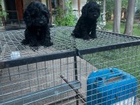 F1 0 NUMARA MALTİPOO YAVRULARIM HAZIR