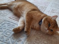 Şecereli dişi british shorthair