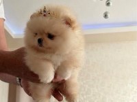 TEACUP PRENSES MİNİ BOY POMERANİAN