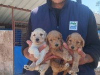 Standart poodle efsane bebekler