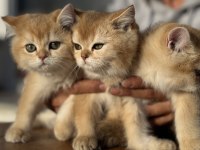 Ankarada ziyarete açık golden british shorthair