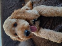 Köpeğimiz yeni yuvasını arıyor