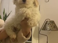 Erkek oyuncu maltipoo köpeğim