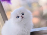 Türkiyede Tek Eşsiz Güzellik Scottish Fold Long Yavrum