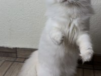 Muhteşem yakışıklı british longhair paşamız