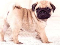 YAVRU PUG DİŞİ ERKEK MEVCUT