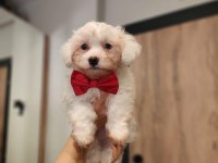 Bembeyaz Tüyleriyle Maltese Terrier Yavrusu