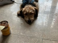 Köpeğimiz sıcak yuvasını arıyor
