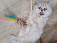 Dişi ve erkek british longhair