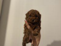 KORE 2 kg garantili toy poodle yavrular