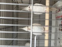 Albino Sultan Papağanı