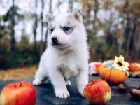 Anne Altından yeni sütten kesilmiş safkan huskyler