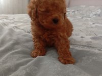 Core poodle