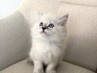 MAVİ GÖZLÜ PAMUK GİBİ BRİTİSH LONGHAİR