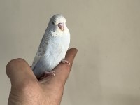 BEBEK MUHABBET KUŞU YENİ YEME DÜŞMÜŞTÜR