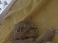 4 aylık Scottish fold erkek