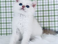 British shorthair erkek yavru ny1233, safkan