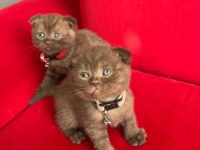 Ev Ortamından Scottish Fold Yavrular