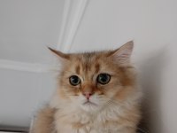 British longhair cok uyguna verilecek