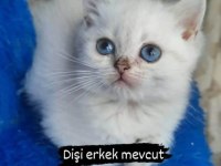 Beyaz british shorthair yavrular