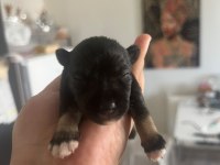 Muhteşem bebekler anne altından rezerve köpeğimiz