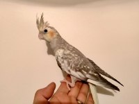 Yavru Sultan Papağanı