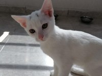 3 aylık erkek ankara kedisi yavru