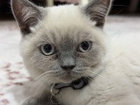 2 Aylık British Shorthair Pasaportlu ve Mikroçipi Var