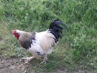 Orjinal Brahma Horozu 2 Yaşında Beyaz