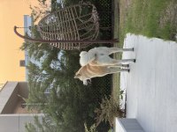 Akita dostumuz alexander 2 yaşında dişi