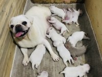 Egzotik beyaz pug yavrularım özel olmak istiyorum diyorsan
