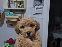 3.5 aylık safkan toy poodle