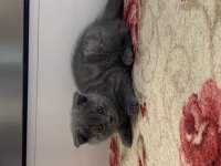 Scottish Fold yavrular
