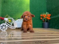 Toy Poodle Bebekler Referans Yavrular