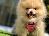 Sevimli Pomeranian Boo Yavrularımız