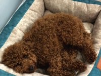 Tatlı poodle sarı patiler