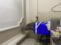 British Shorthair Ücretsiz Sahiplendirme