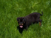 Şecereli extrem rottweiler yavruları mevcuttur