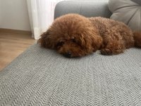 YETİŞKİN TEDDY POODLE 20 CM OMUZ YÜKSEKLİĞİ 2 KG