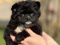 POMERANİAN POODLE POMAPO YAVRUMUZ