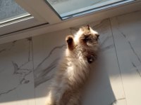 PRENSES MİA HİMALAYAN KEDİMİZ