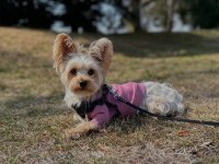 Full eğitimli aşılı masrafsız köpeğimiz