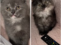 Scottish Fold Yavrular