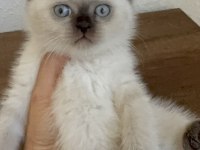 Chocallate Point British Shorthair Yavrumuz