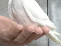 Sevimli kırmızı göz albino sultan papağanı yavrusu