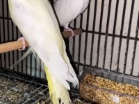 Yem kırabilen yavru sultan papağanı