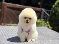 Pomeranian boo prenses