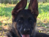 Safkan şecereli alman çoban köpeği yavruları