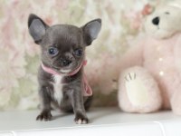 TEACUP XS ELMA KAFA KÜT BURUN SİVAVA YAVRULAR