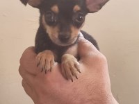 Minyatür pinscher köpeği 2 aylık